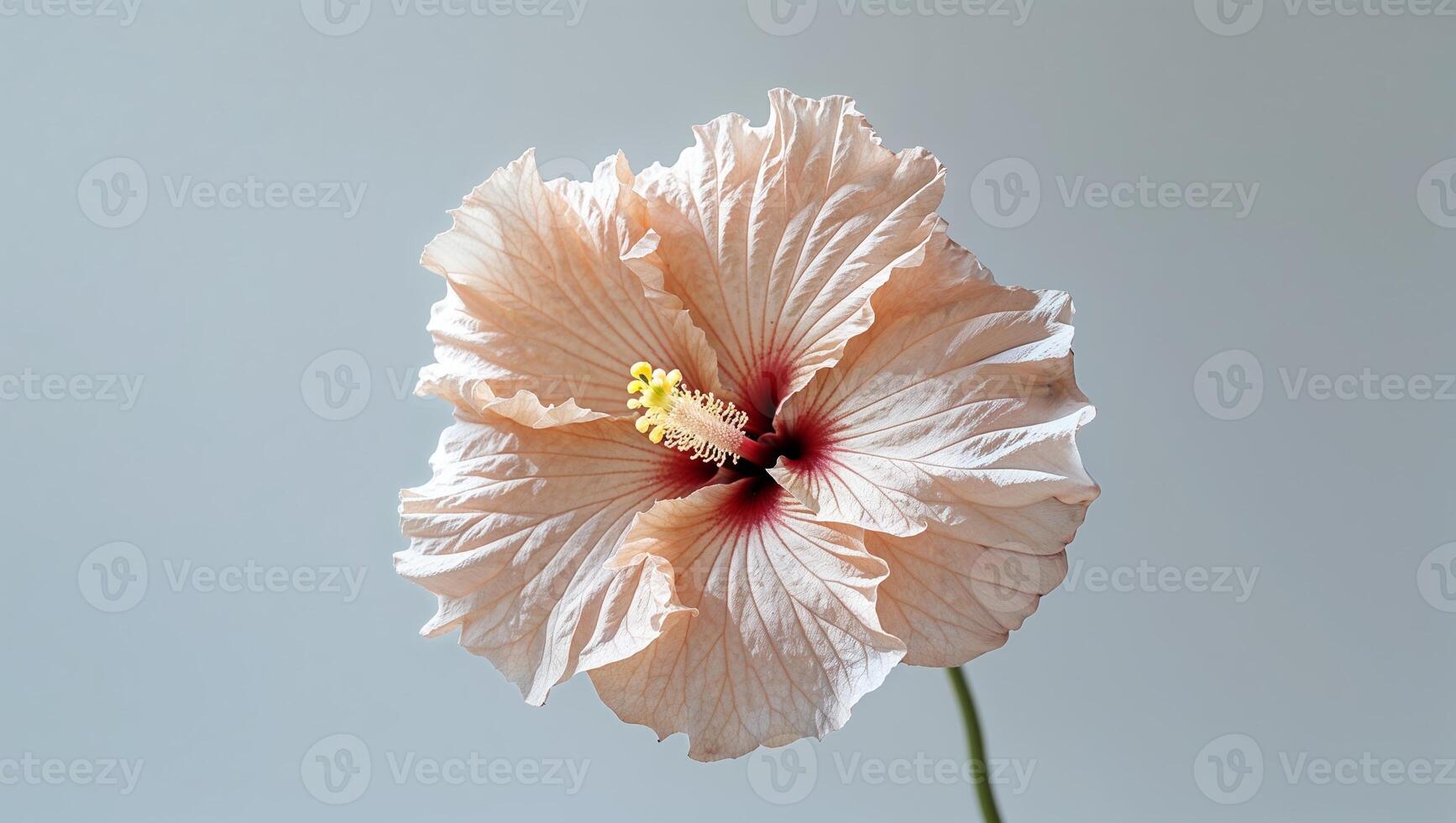 Soft peach hibiscus flower captured in a high-angle shot showing delicate petal details. photo