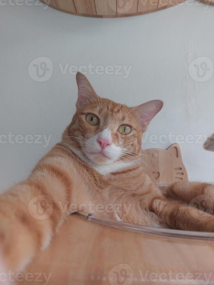 Funny ginger cat taking a selfie, cute pet portrait from below. photo