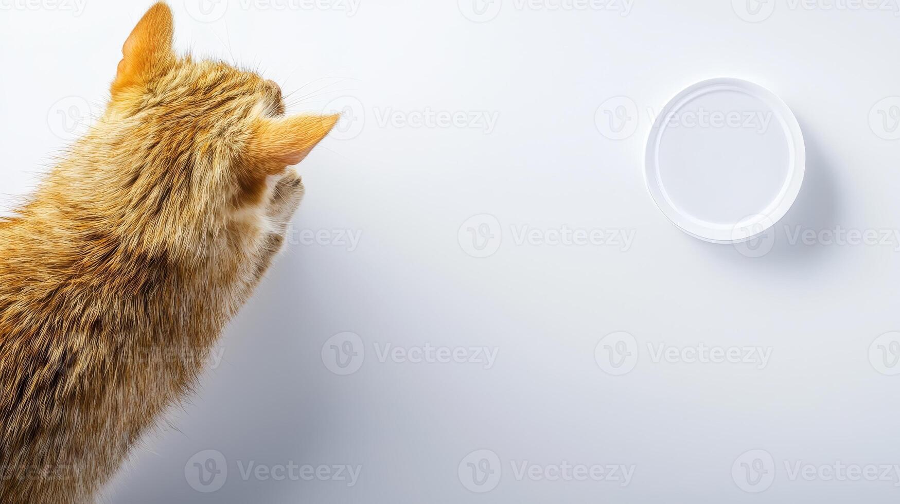 A cat looking at a white wall photo