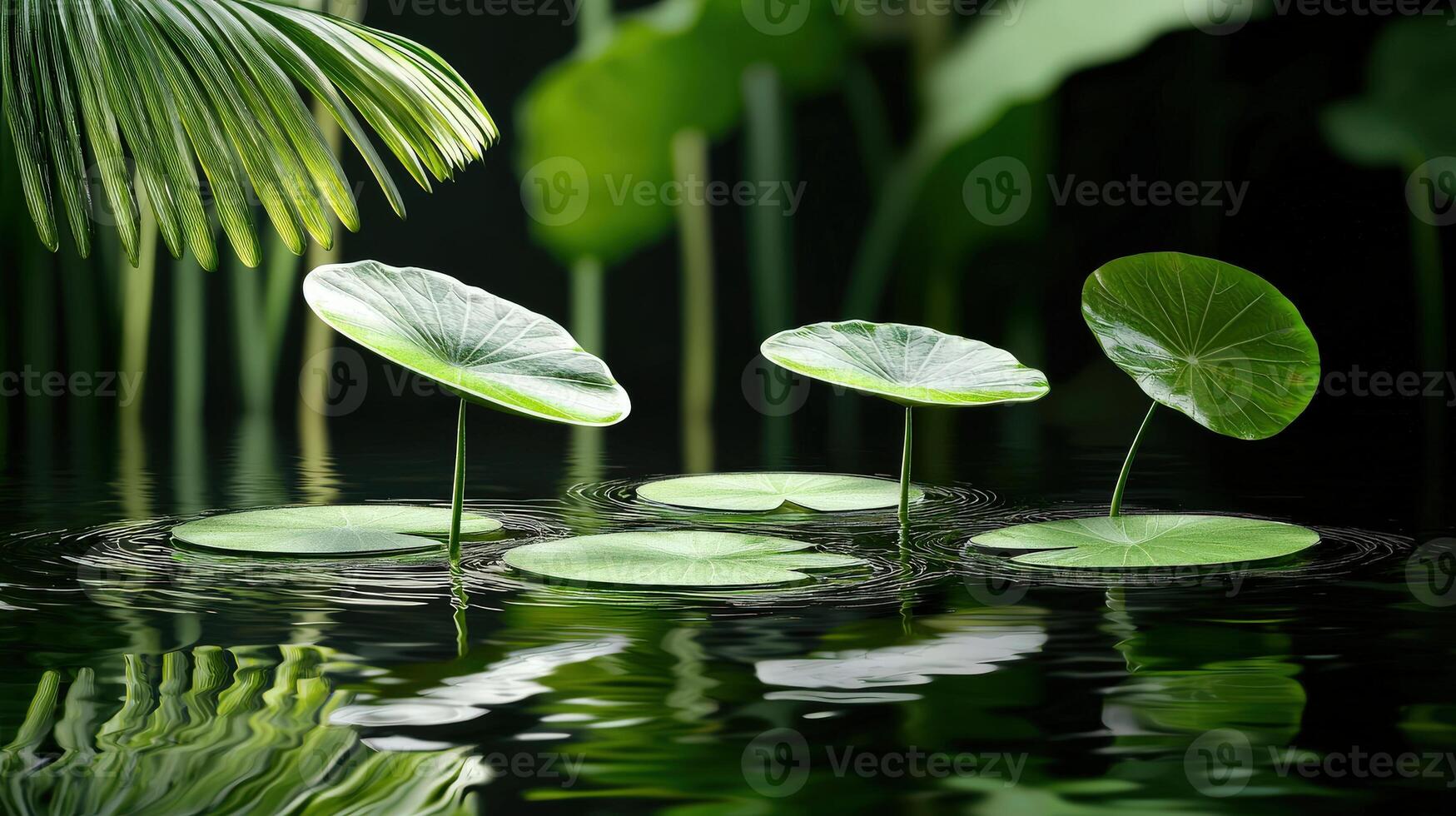 Three green leaves floating on water with leaves in the background photo