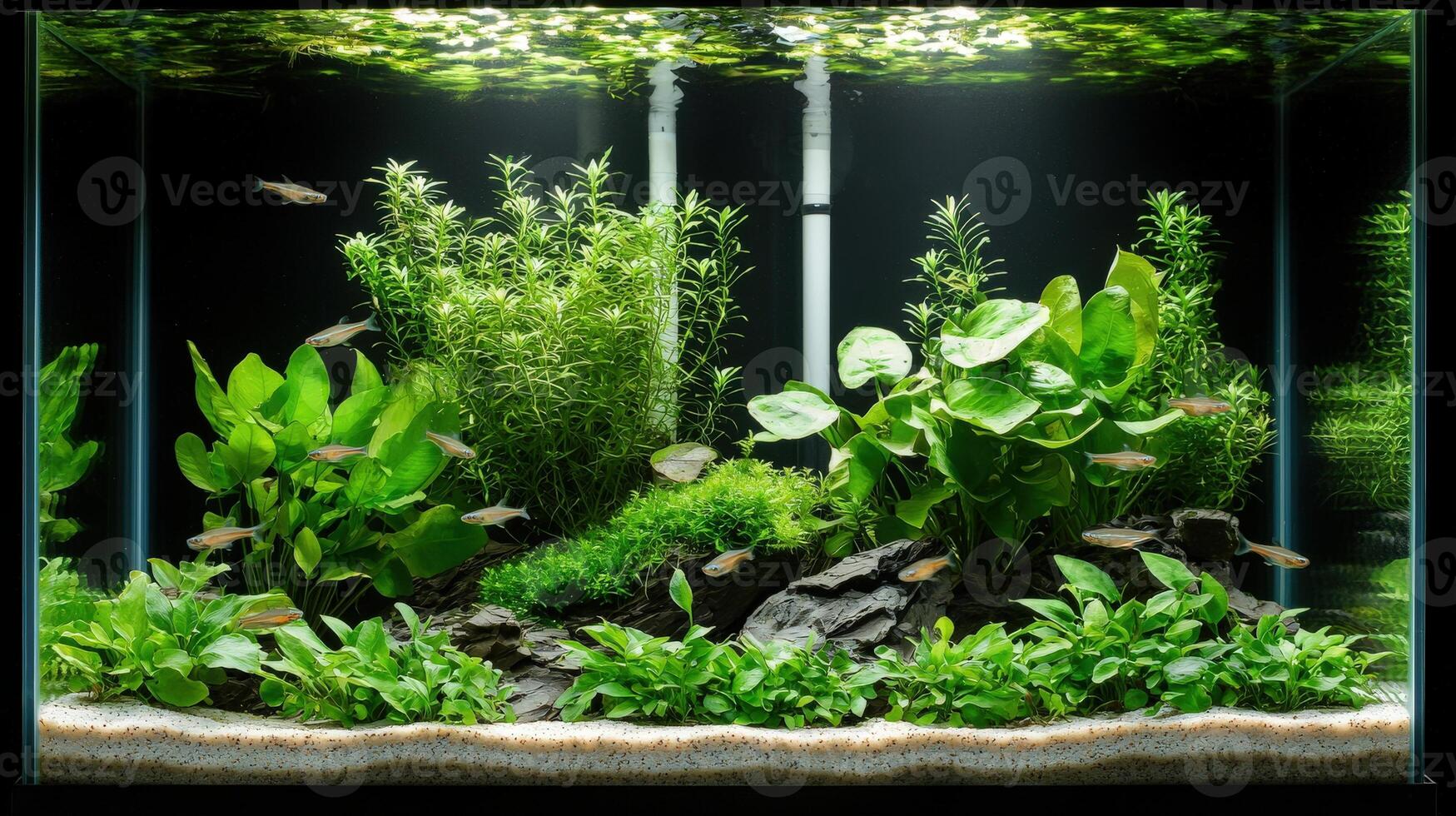 Aquarium with plants and fish photo