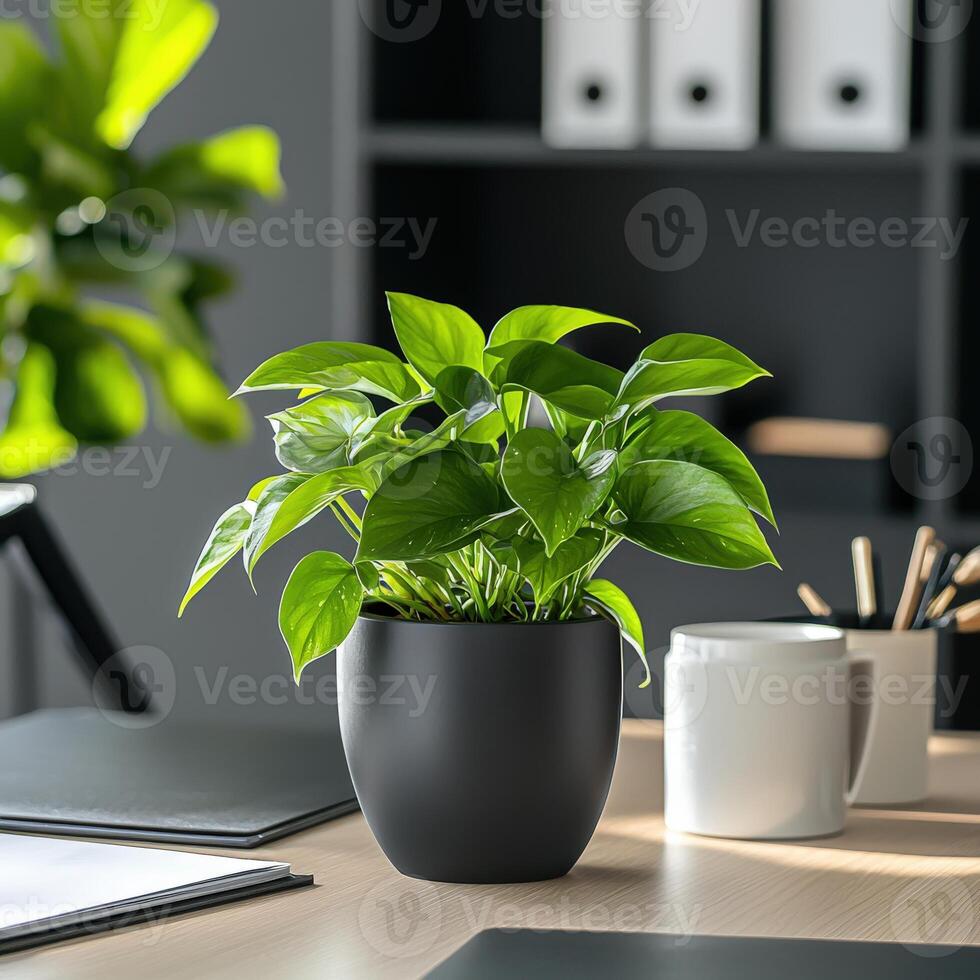 A plant in a black pot on a desk photo