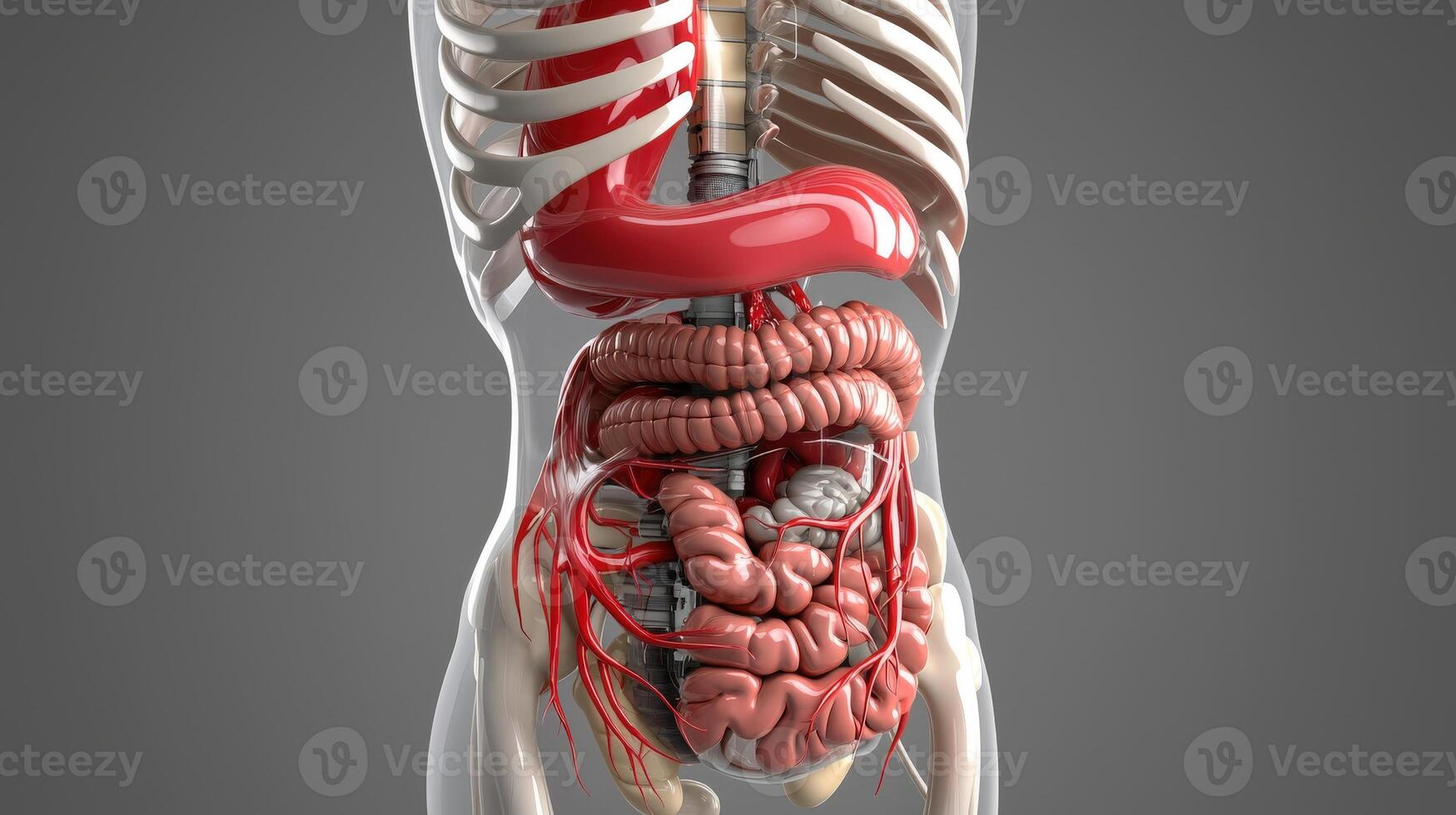 The human body is shown with the organs and the large intestine photo