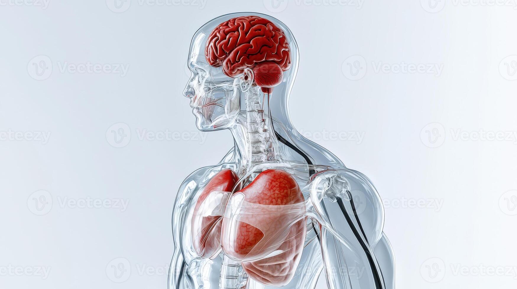 The human body is highlighted by a red light photo