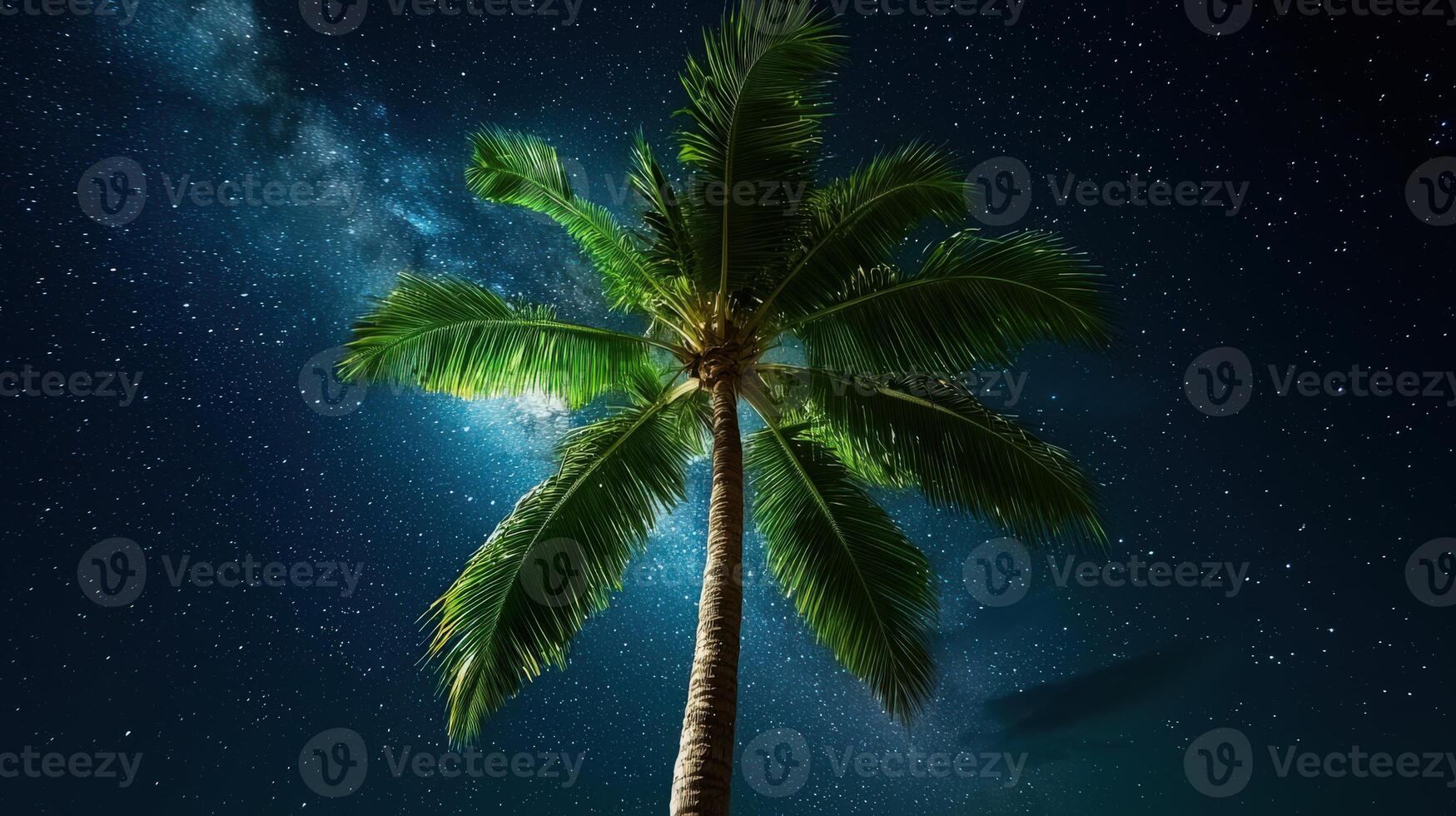A palm tree in the night sky with stars photo