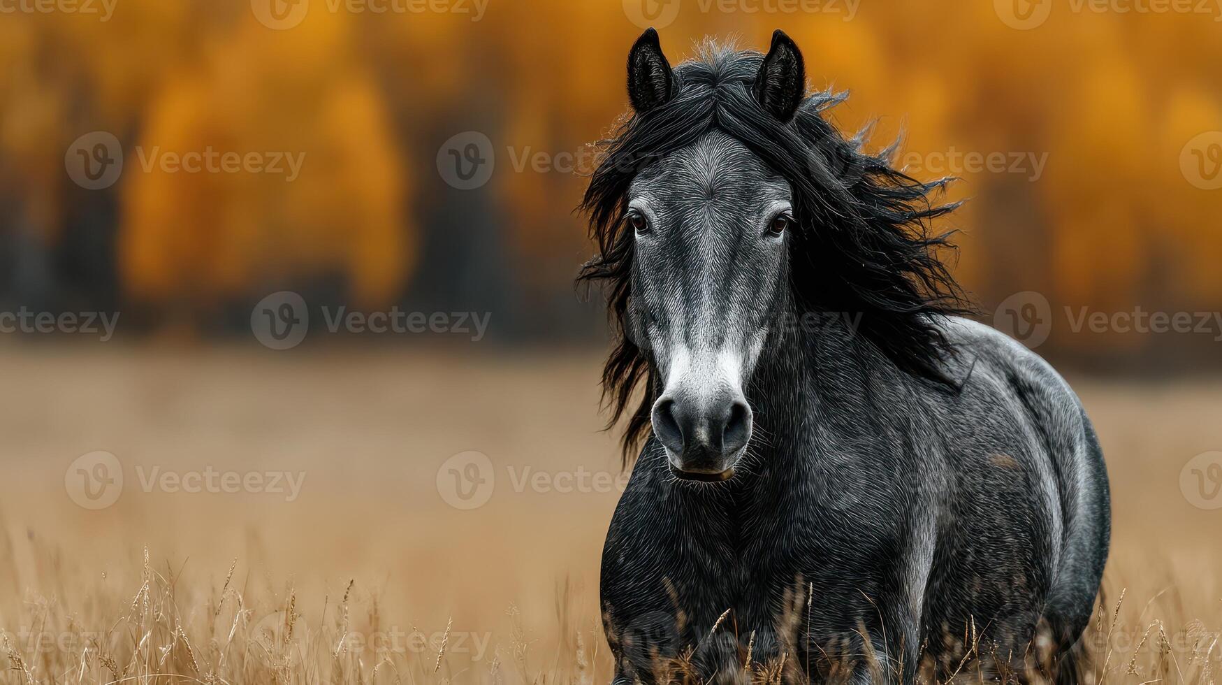 Majestic gray horse standing in a golden field during autumn with trees in the background photo