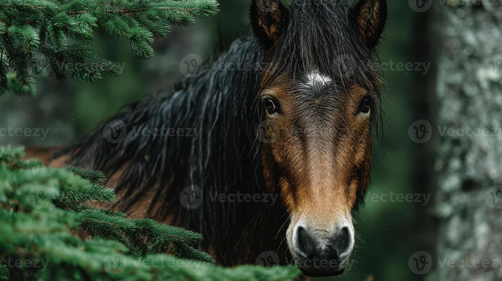 Wild horse peeking through trees in a lush forest during a calm summer day photo