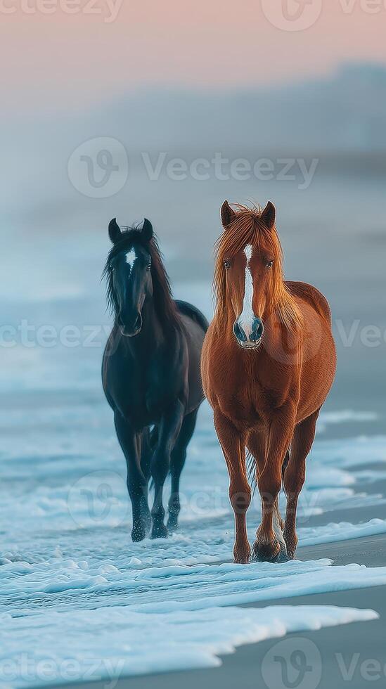 Horses walking along the shoreline at sunrise with gentle waves lapping at their hooves photo