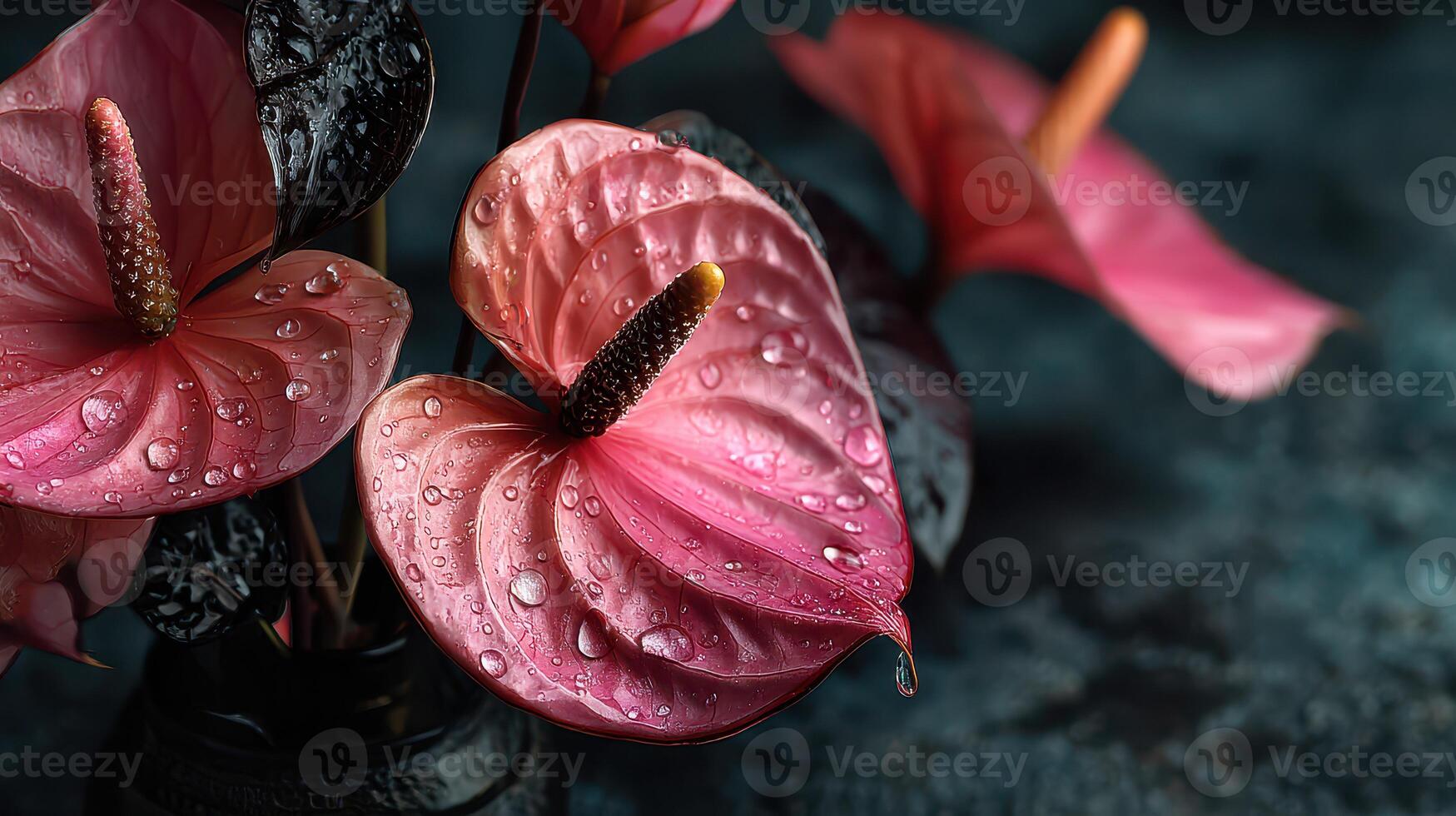 Pink anthurium flowers with dew drops in a dark vase create a stunning display in a modern setting photo