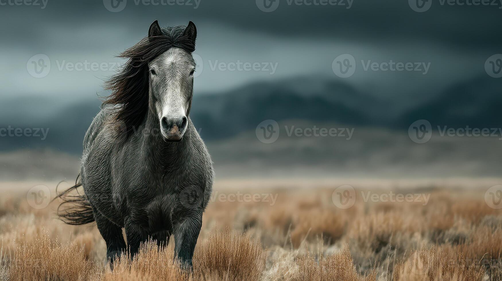 Wild gray horse stands majestically in open grassland under cloudy sky in early evening light photo