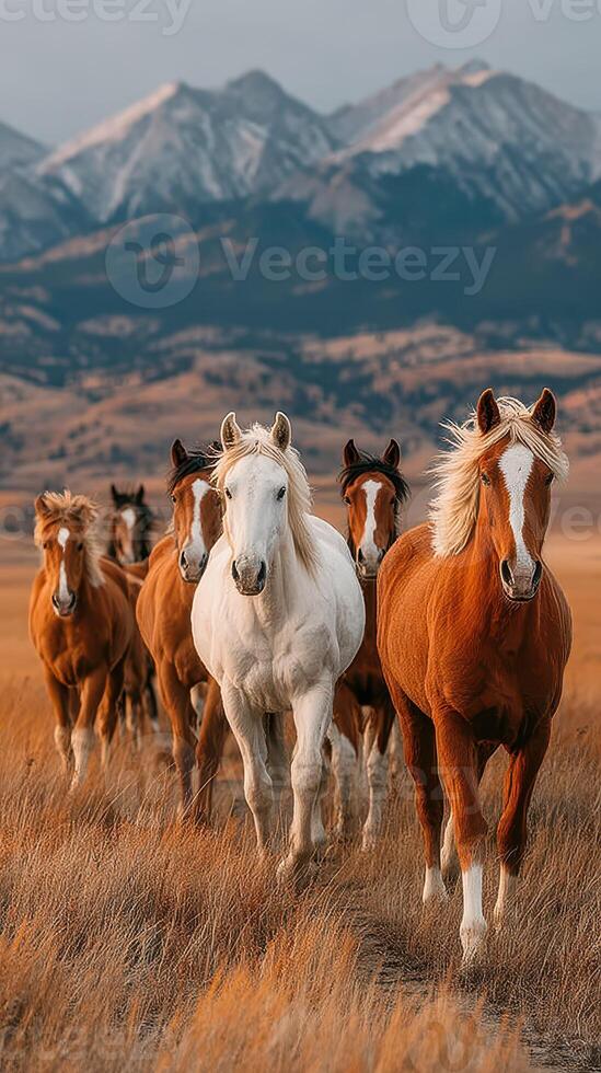 Horses galloping through golden grassland with mountains in the background during sunset in late afternoon light photo