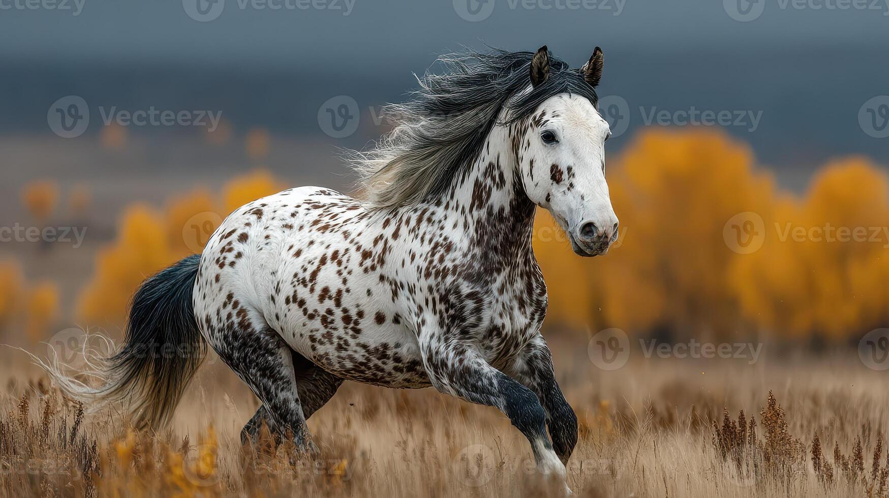 Beautiful spotted horse galloping across a golden meadow in autumn, showcasing its grace and strength against a scenic backdrop photo