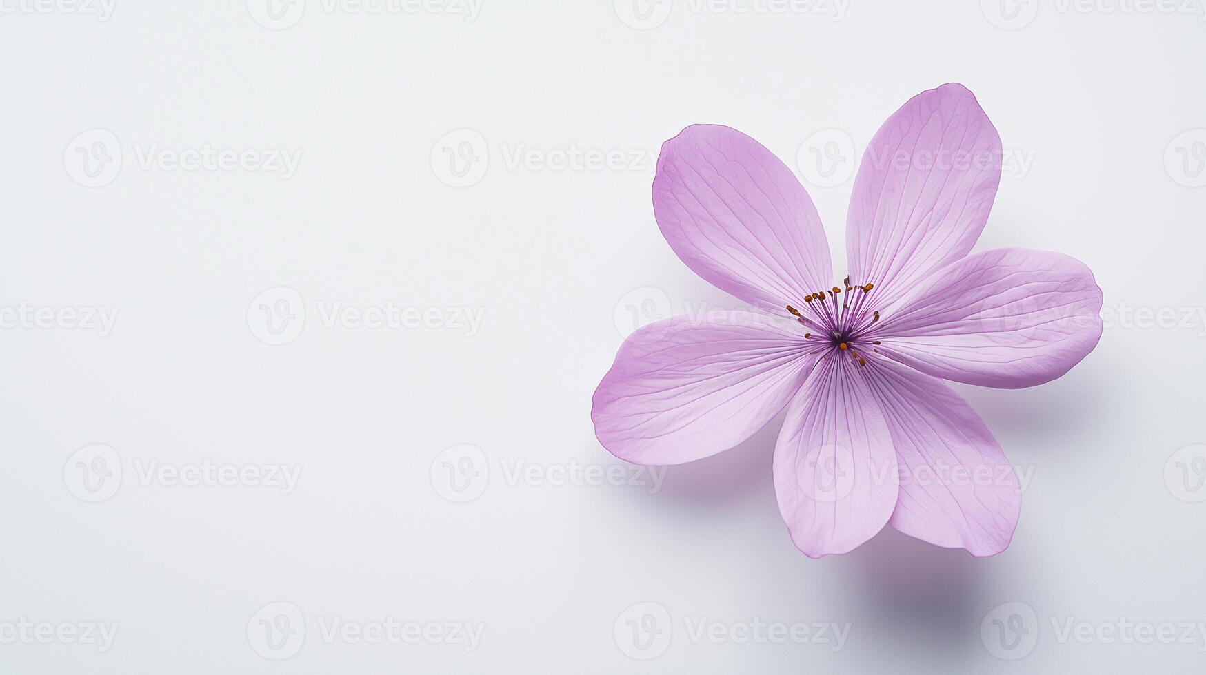 A single pink flower is the main focus of the image photo