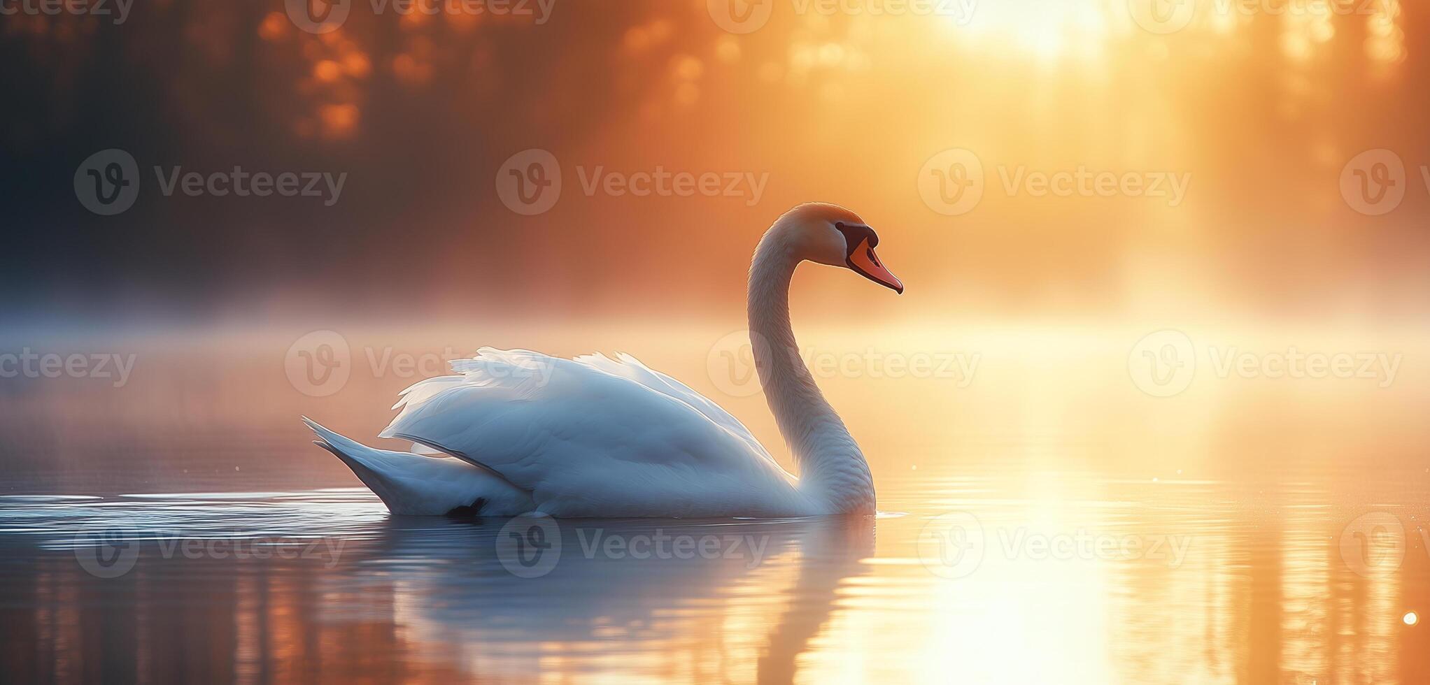 A swan is swimming in a lake with the sun reflecting off the water photo