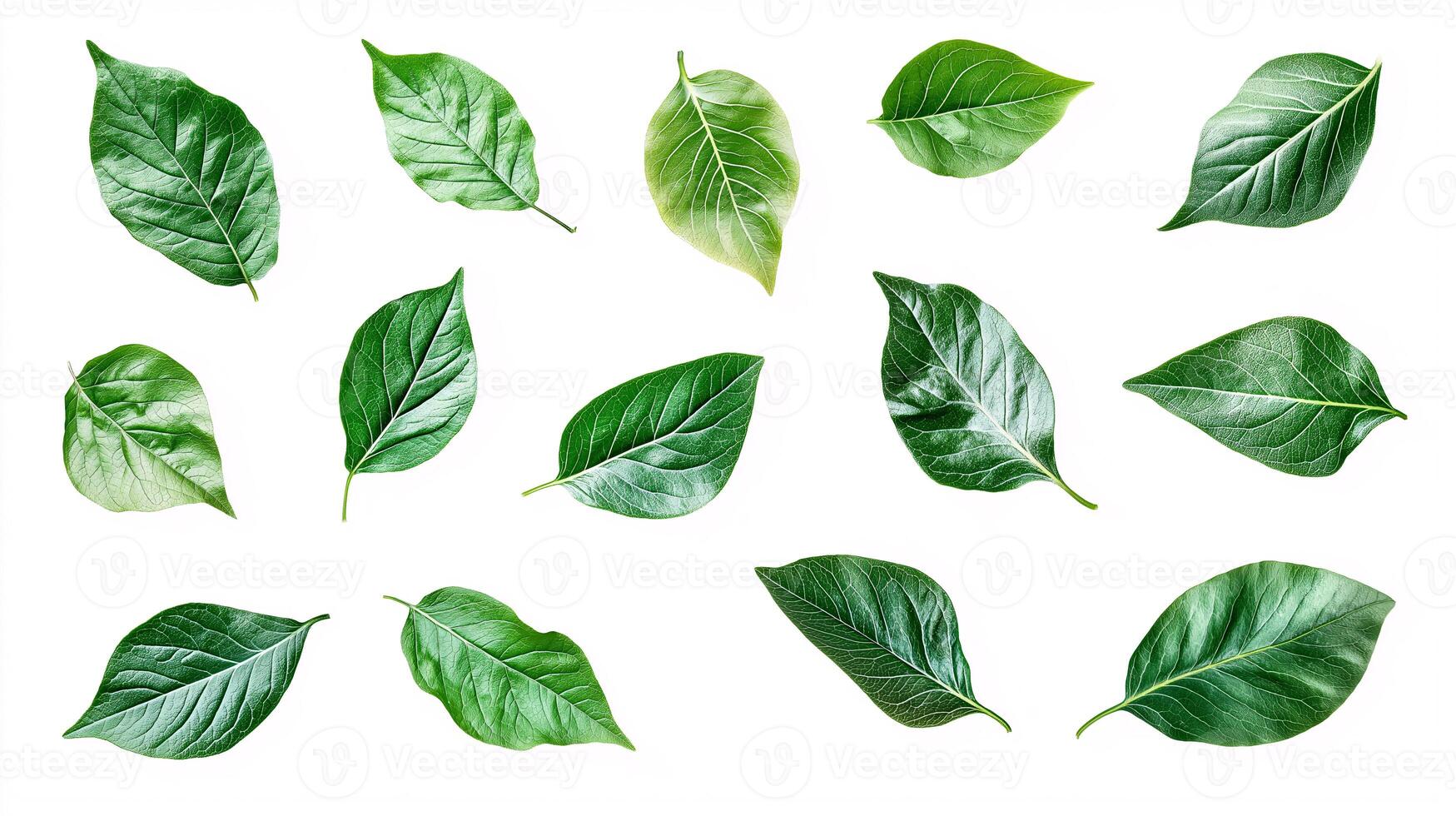 Collection of Green Leaves on White Background photo