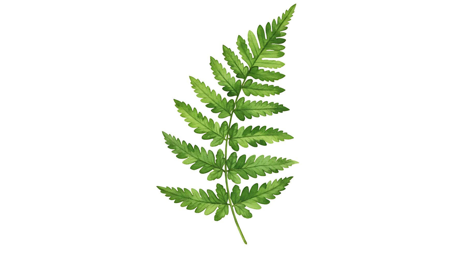 A fern leaf is shown on a white background photo