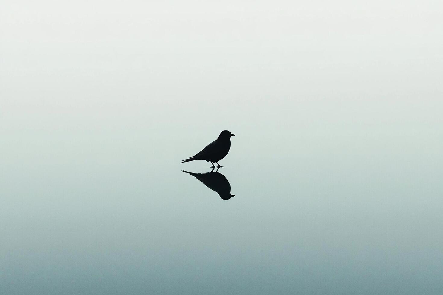 A bird standing on the water with its reflection photo