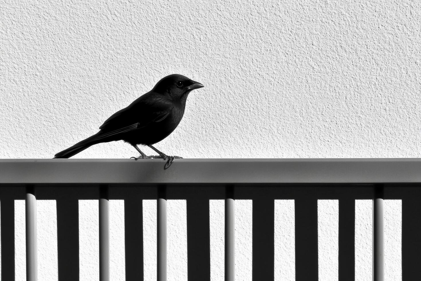 A black and white photo of a bird sitting on a railing
