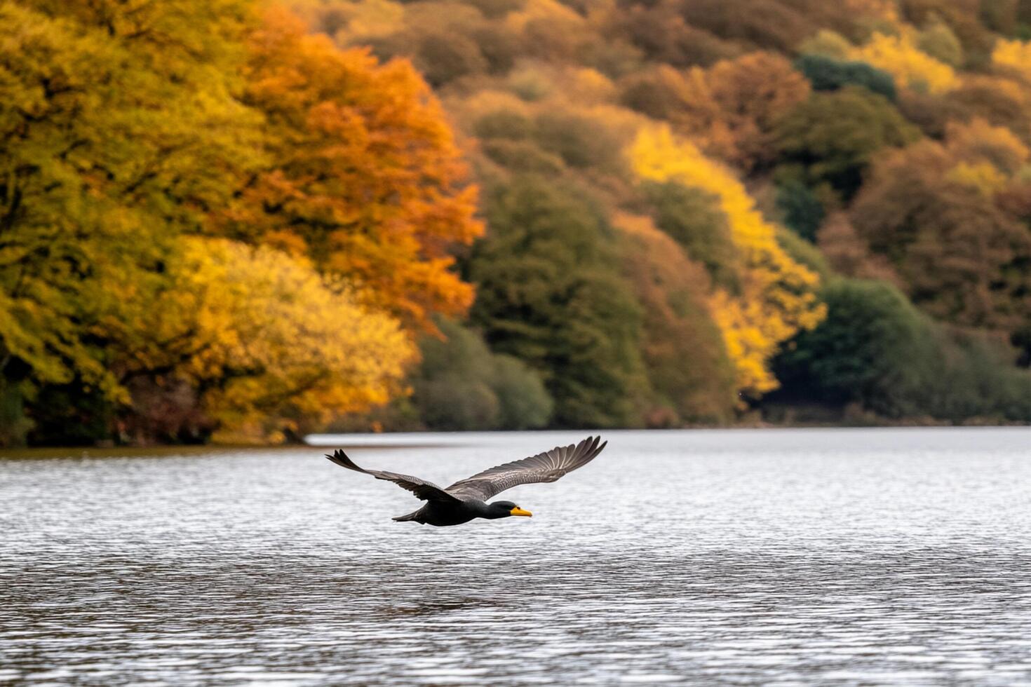 A bird flying over a lake with trees in the background photo