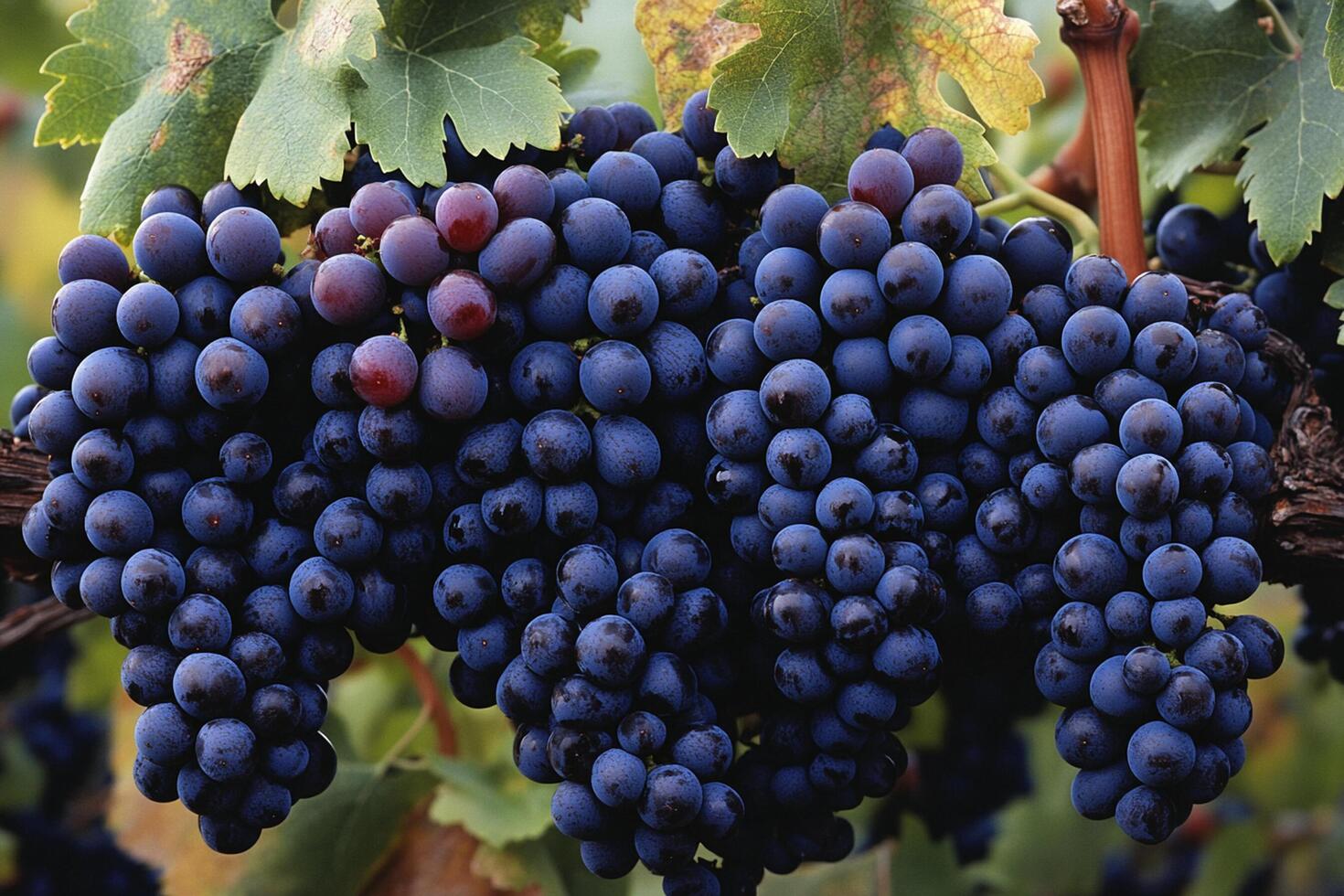 A bunch of grapes hanging on a vine photo