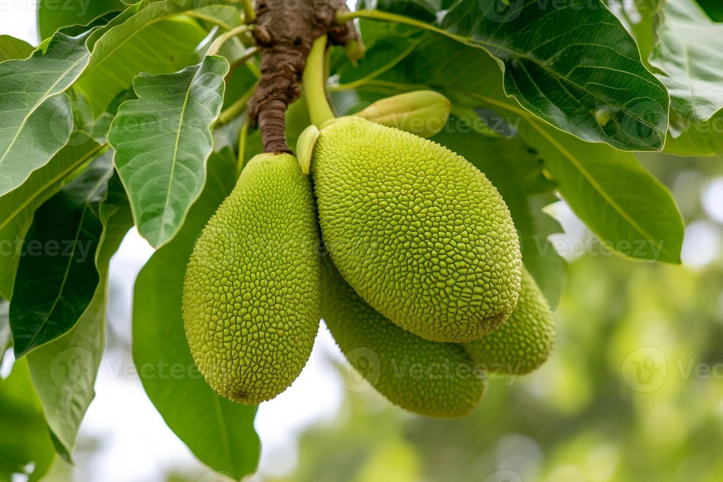 Jackfruit tree with green fruits hanging from the tree photo