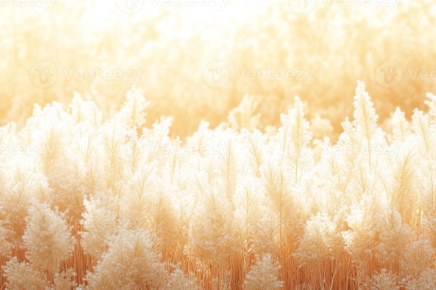 A field of grass with sunlight shining through it photo