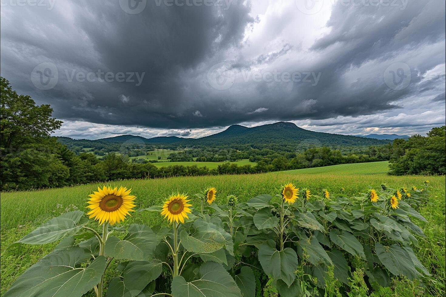 A field of sunflowers under a stormy sky photo