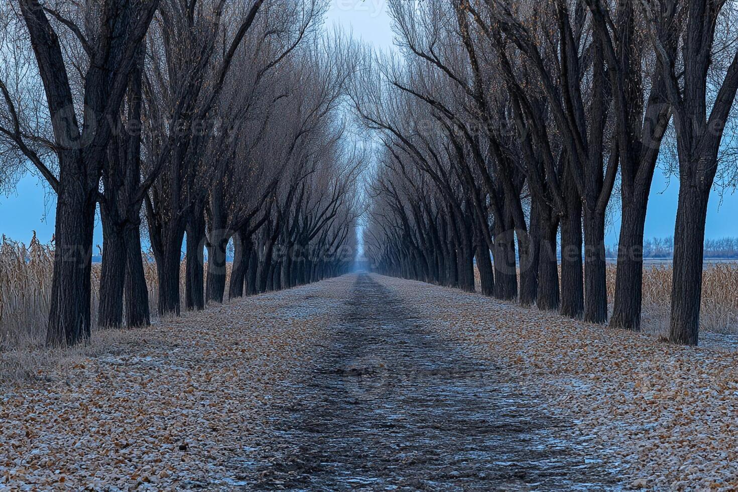A path lined with trees and a road in the background photo