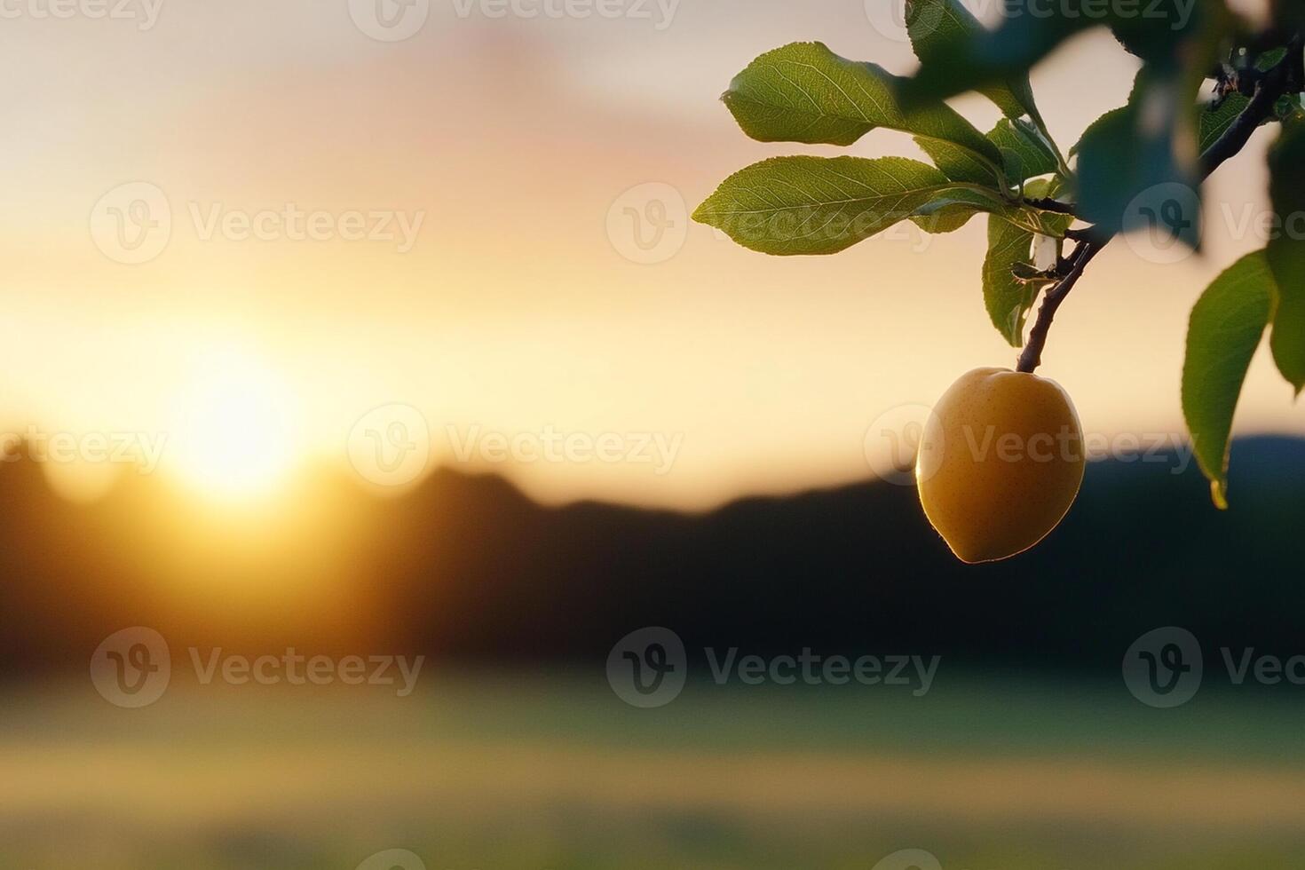 A ripe yellow fruit hanging from a tree in the sunset photo