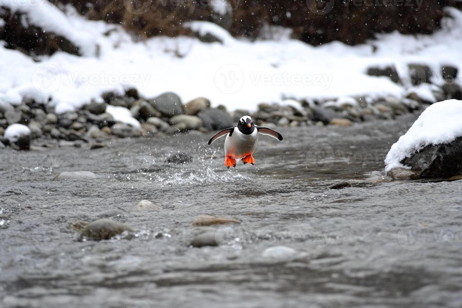 A penguin with orange feet is running across a stream photo