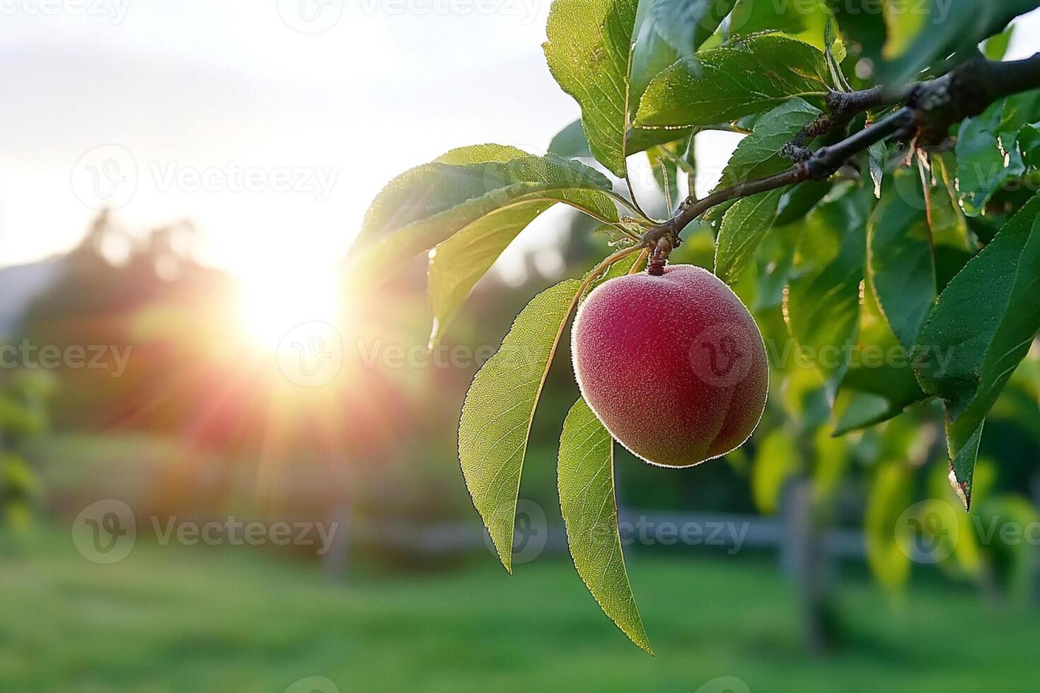 A peach tree with the sun shining behind it photo