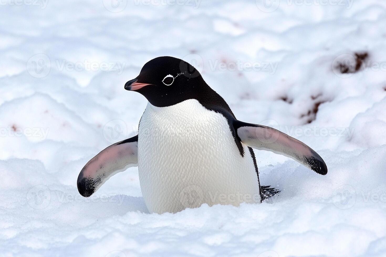 A penguin is standing in the snow photo
