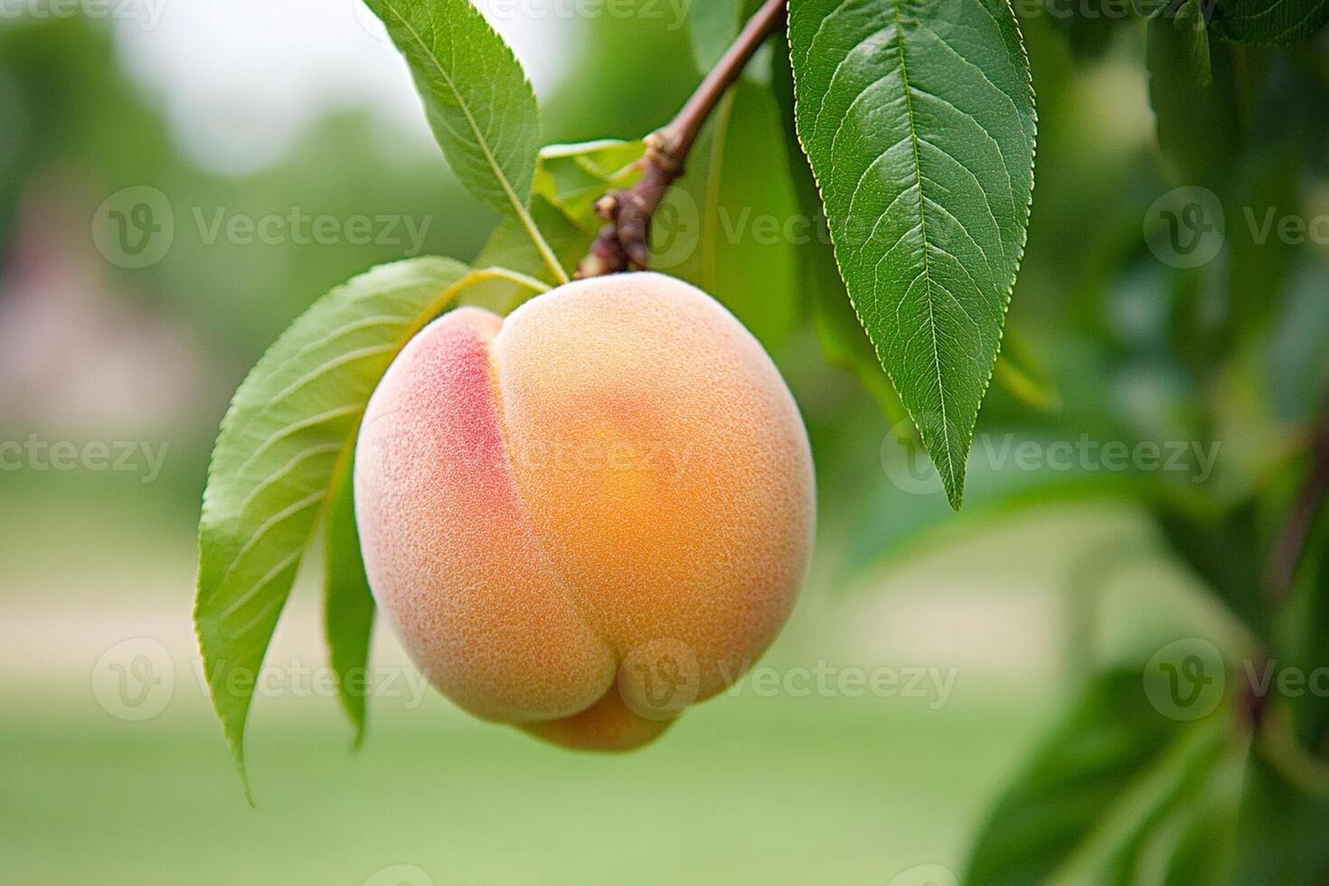 A peach on a tree photo