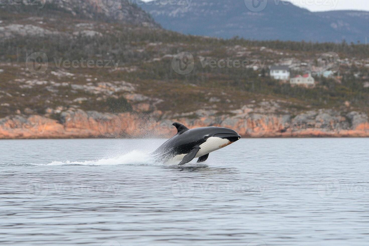 A killer whale is jumping out of the water photo
