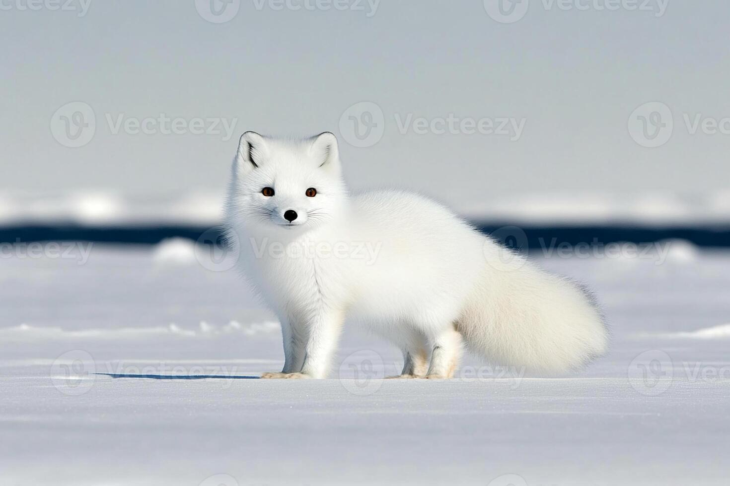 Arctic fox, arctic fox, arctic fox, arctic fox, arctic fox photo