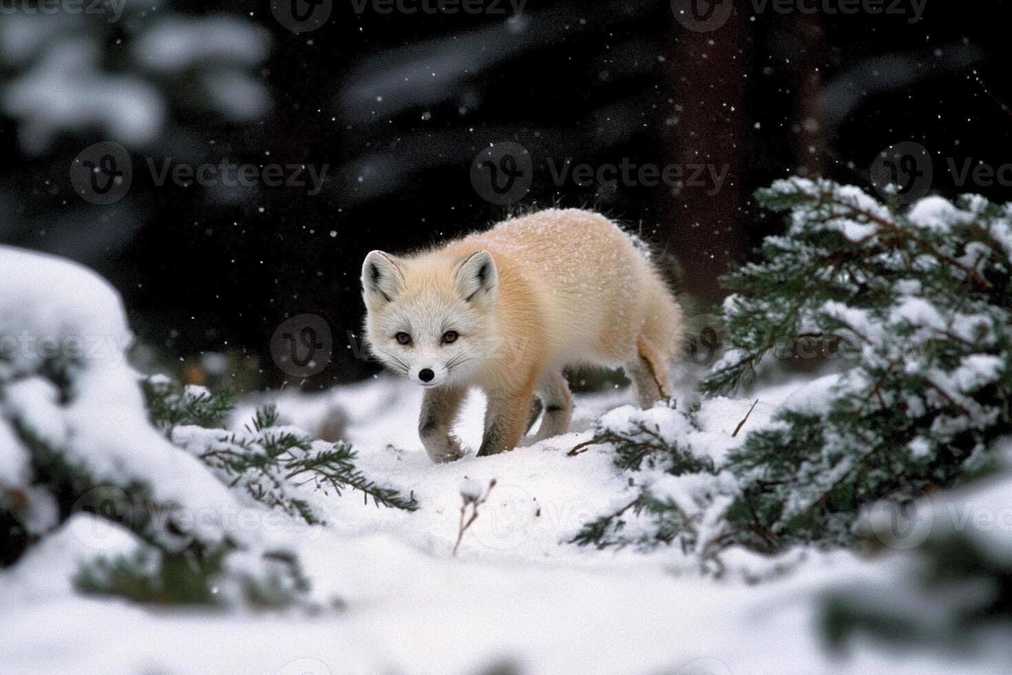 A fox is walking through the snow photo