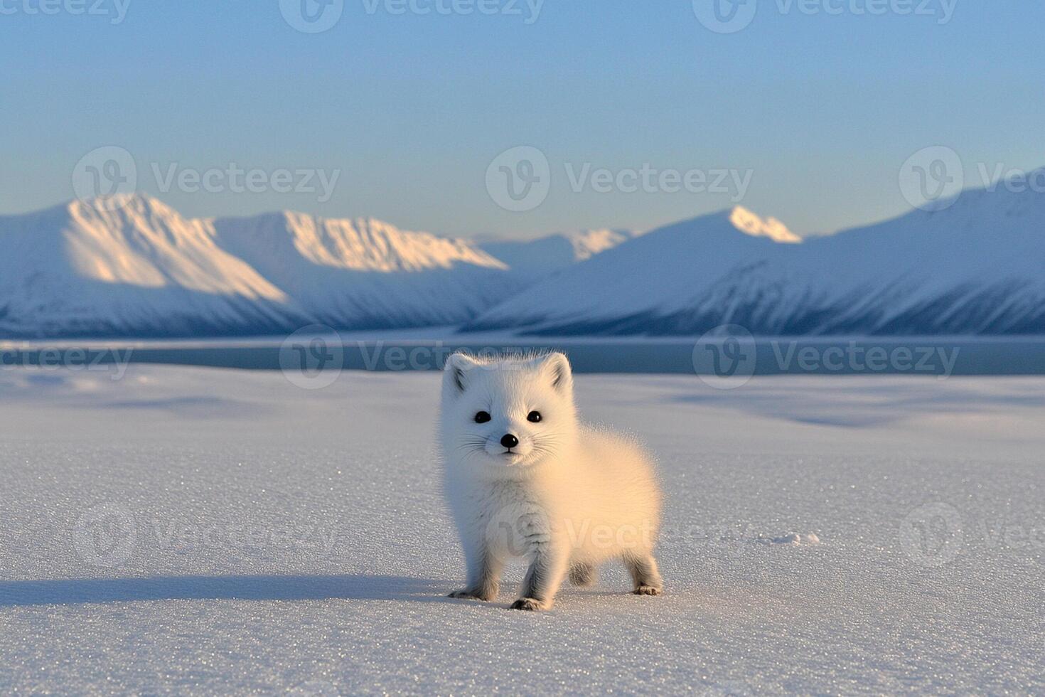 A baby arctic fox standing in the snow photo