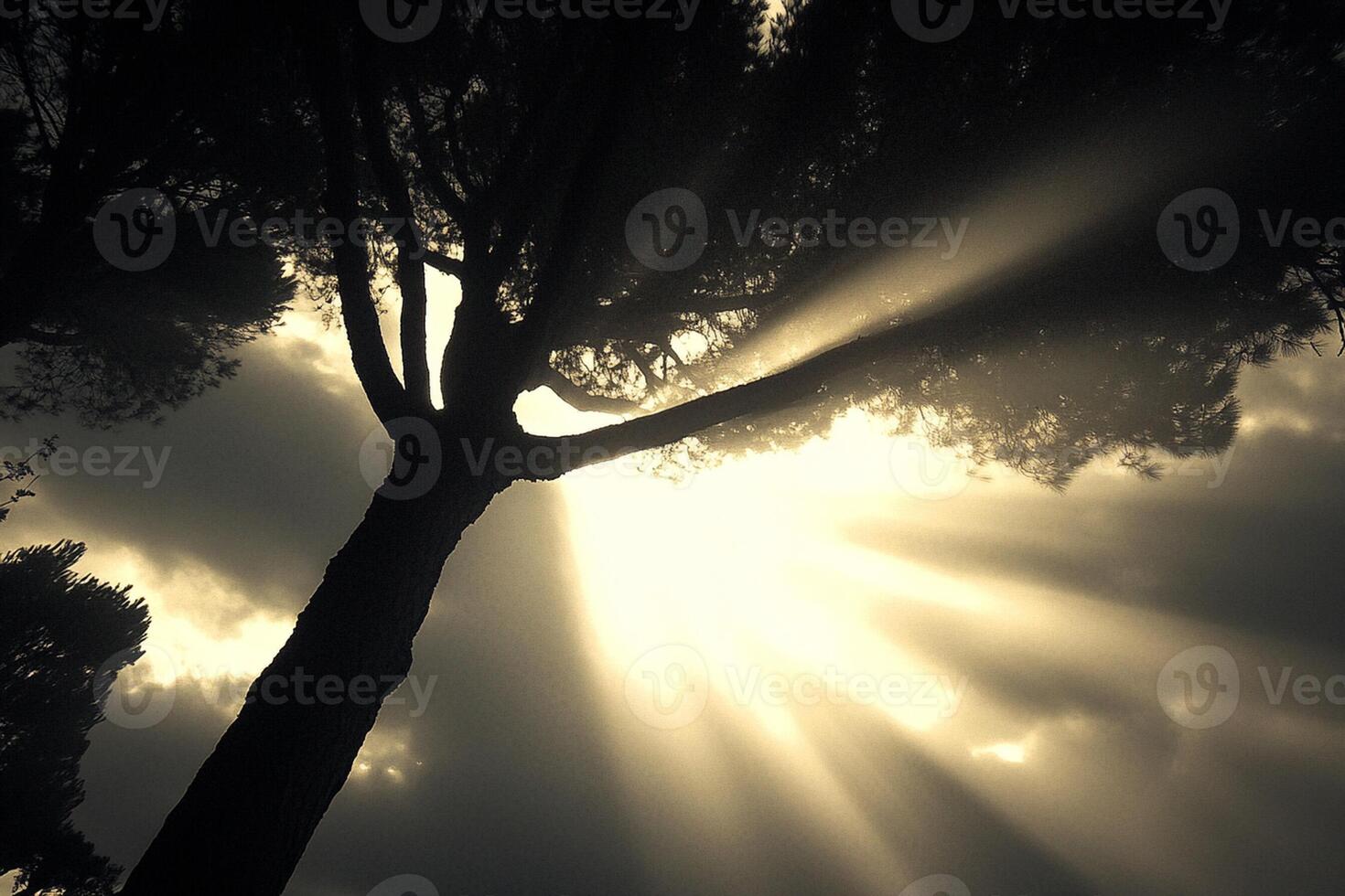 A tree with sun rays shining through it photo
