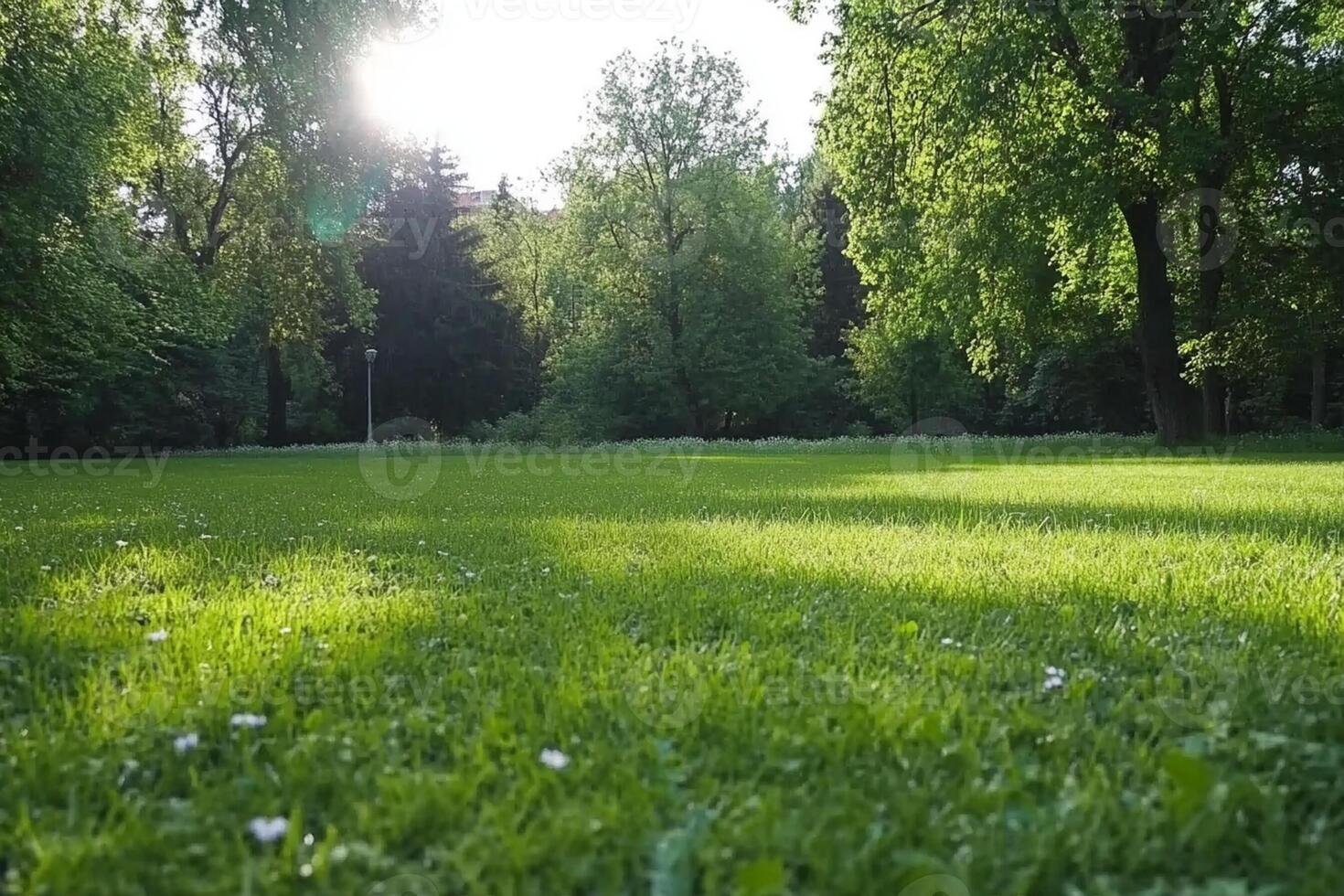 A grassy field with trees and grass photo