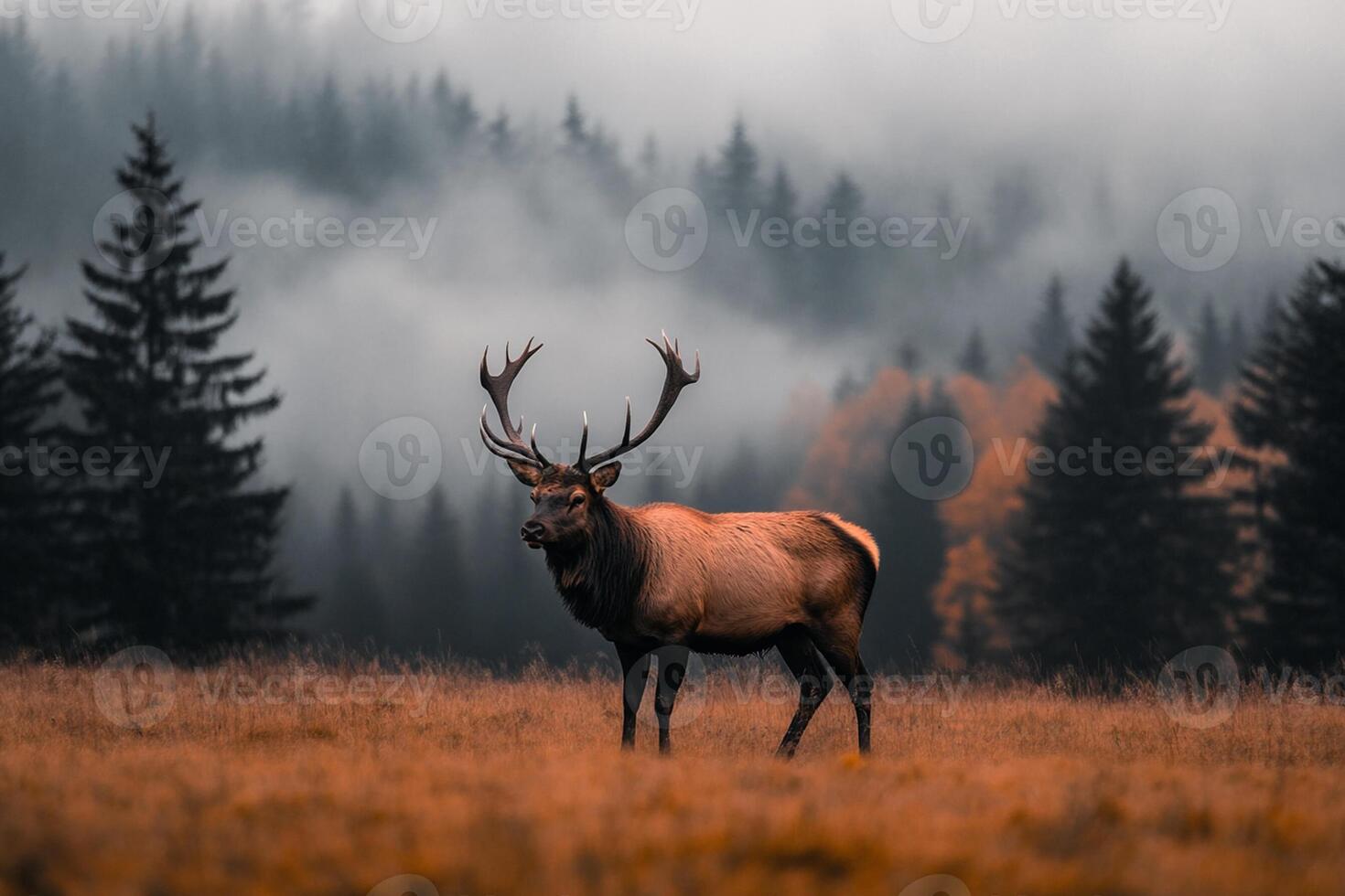 A deer stands in the middle of a field photo