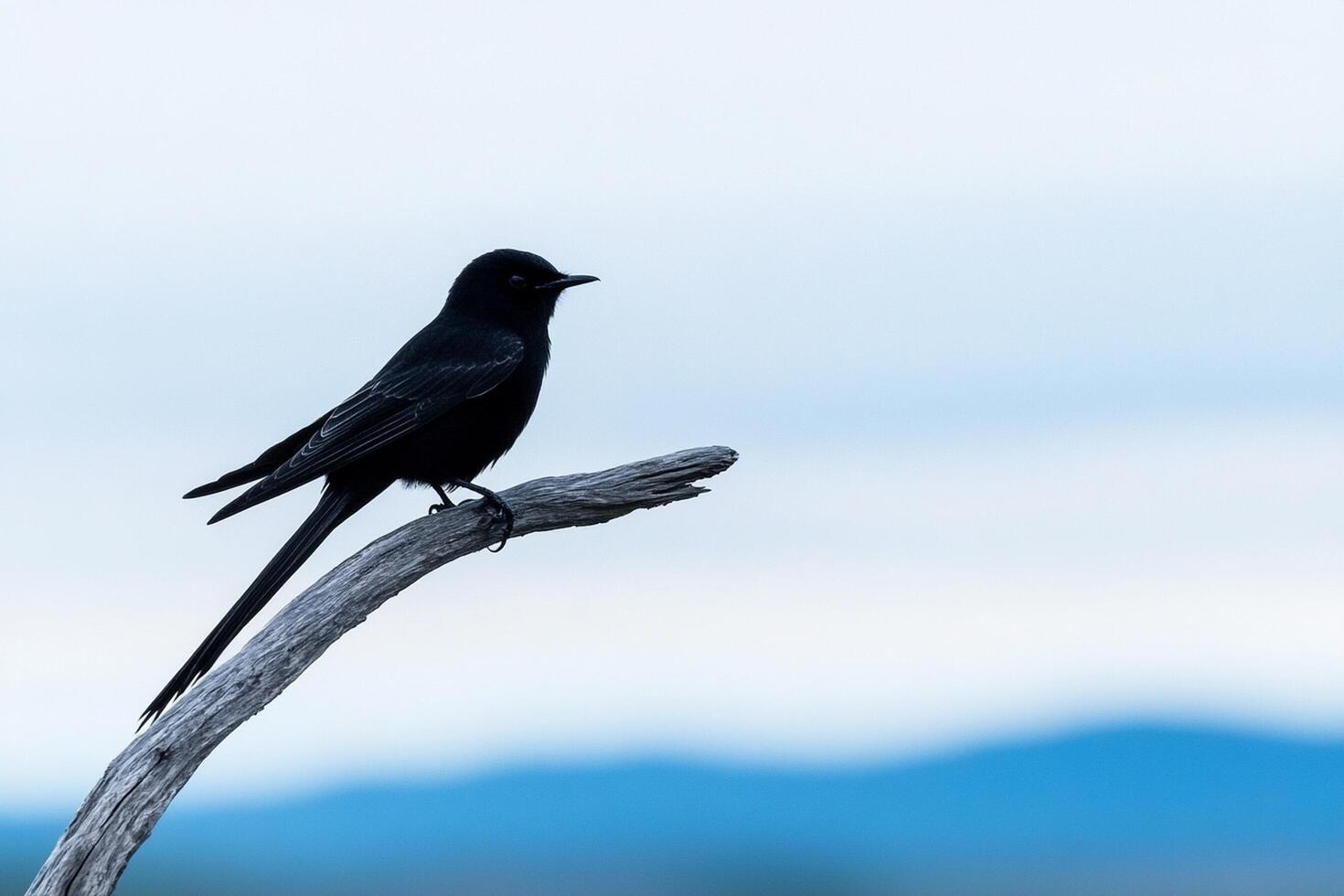 Blackbird on a branch photo