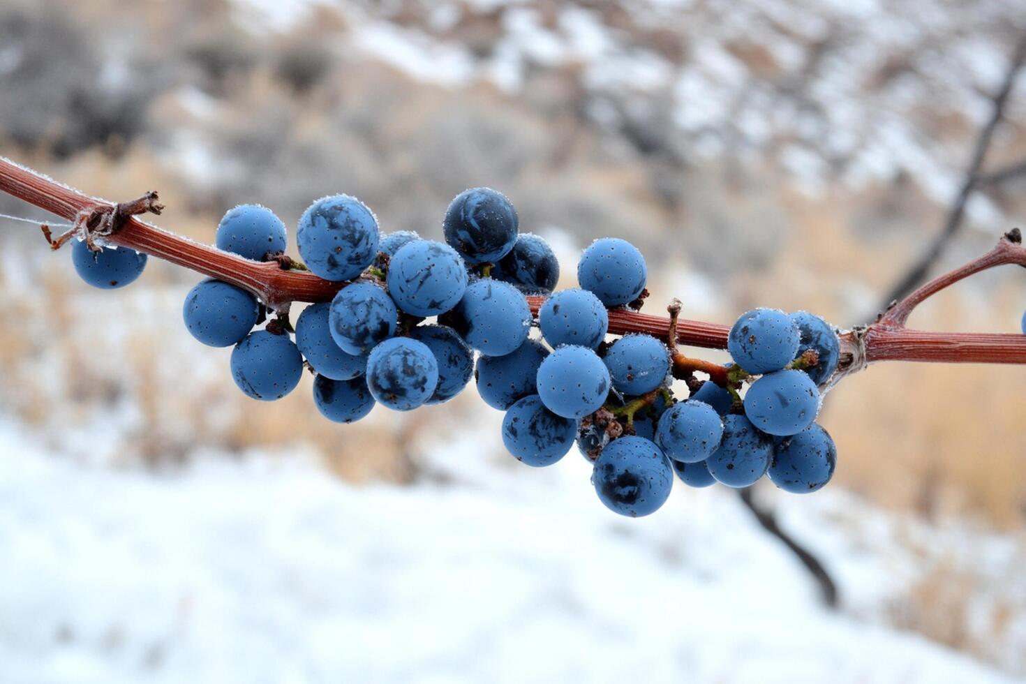 A bunch of blue grapes on a branch in the snow photo