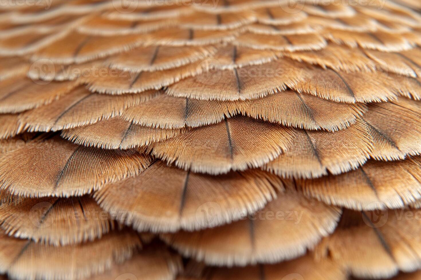 A close up of a bird's feathers photo