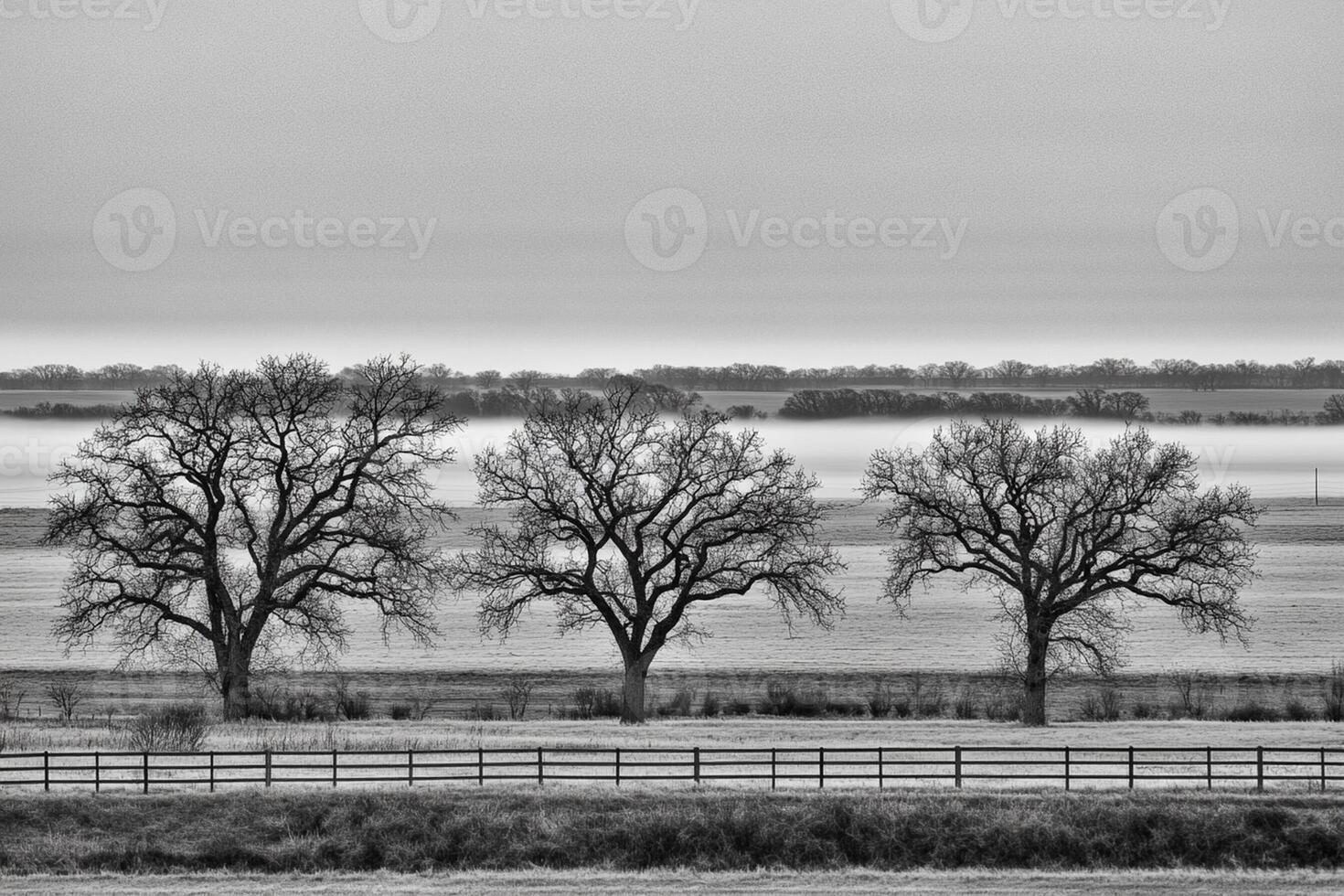 Black and white photograph of trees in a field photo