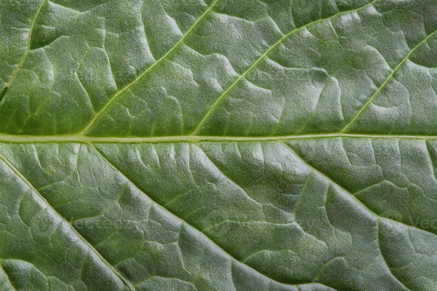 A close up of a leaf with green veins photo