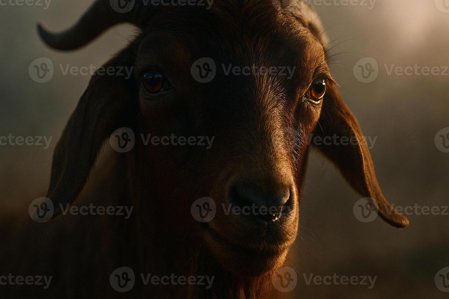 a goat with horns and a long nose photo
