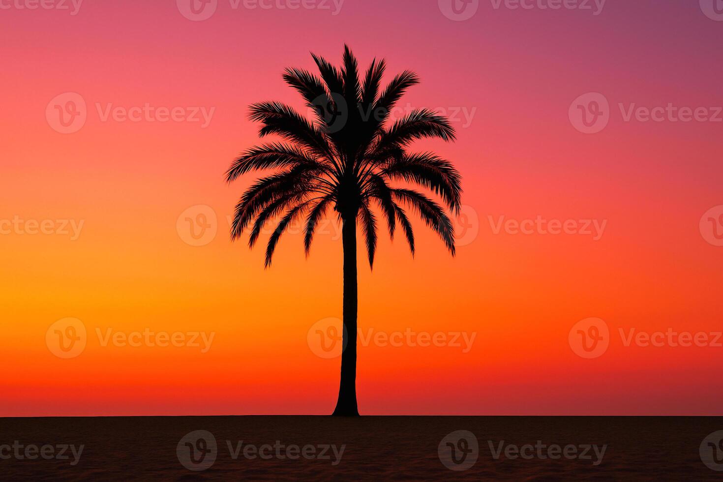 a palm tree is silhouetted against a colorful sunset photo