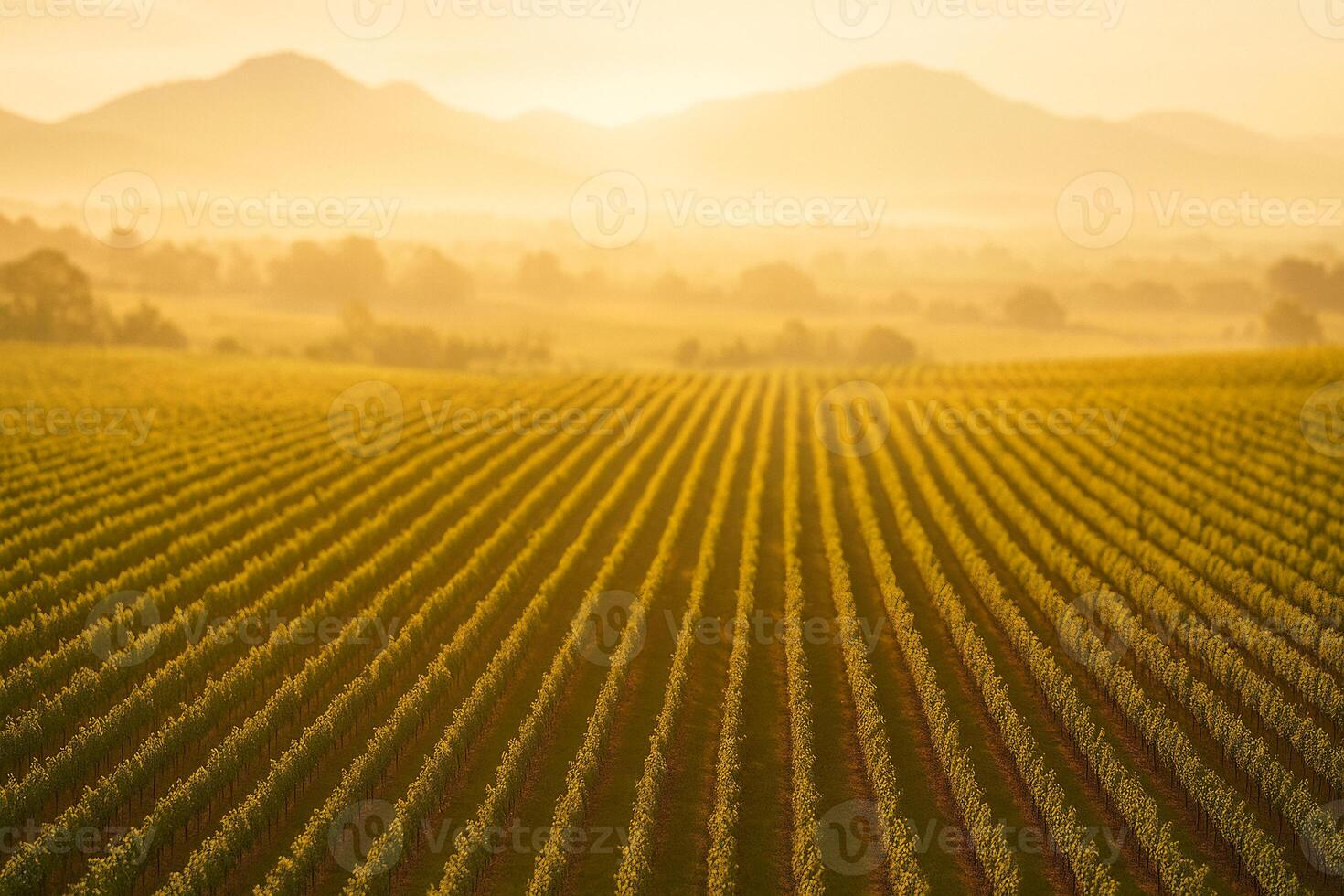 a vineyard field with sun shining through the trees photo