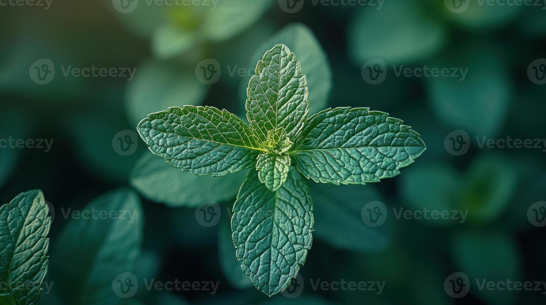A close up of a green leaf photo