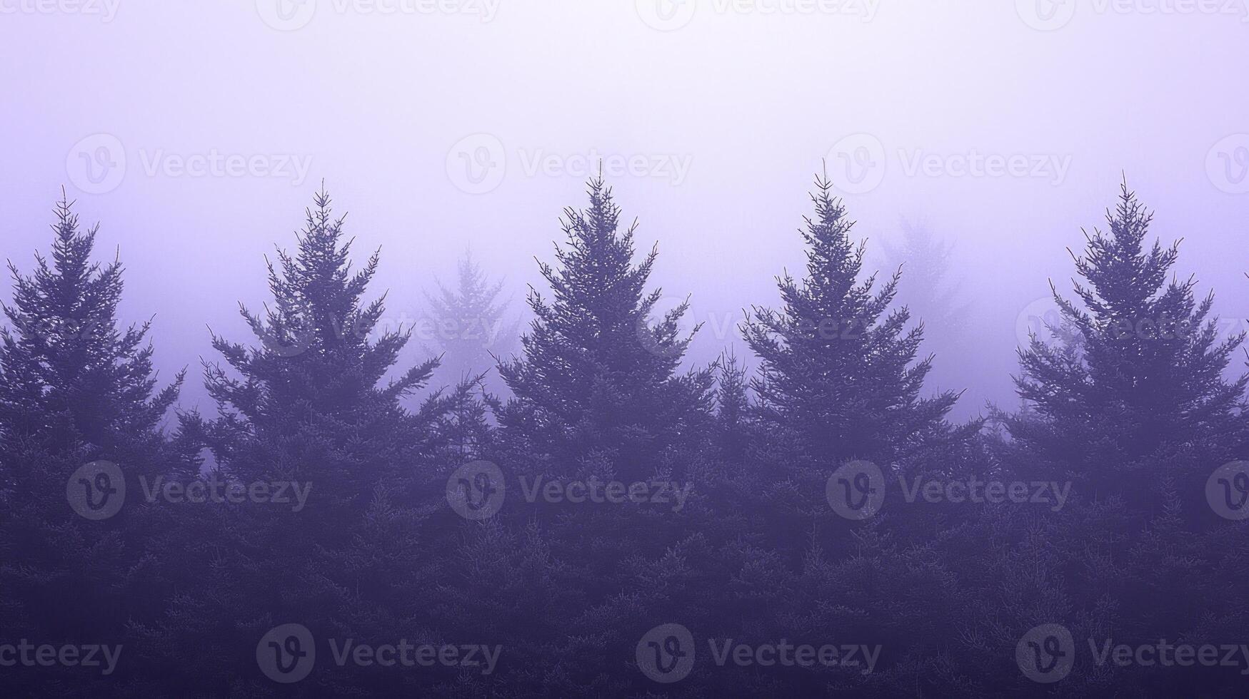 Foggy forest with pine trees in the background photo
